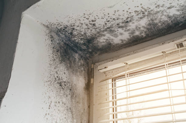 Affordable Crawl Space Mold Remediation solutions in Burlington, NJ